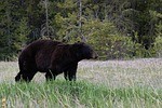 Bear Spotted In Lawrence Co. Yard