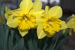 Daffodil Days Suspended