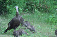 Spring Turkey Season Begins Saturday