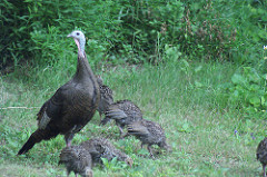 Spring Turkey Season Begins Saturday