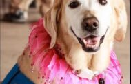 Longtime Comfort Dog At Thompson-Miller, O’Shea, Dies