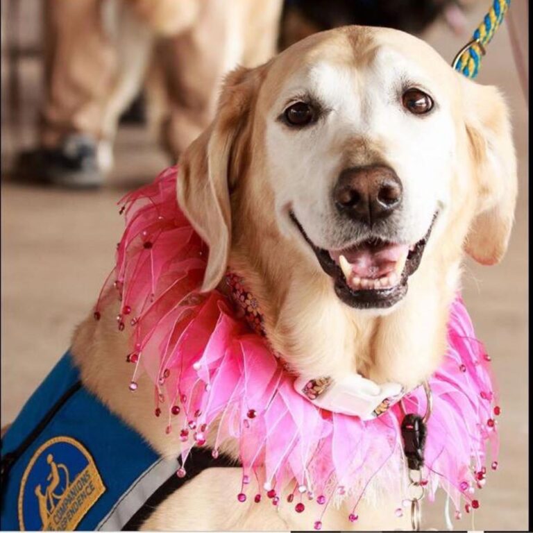 Longtime Comfort Dog At Thompson-Miller, O’Shea, Dies