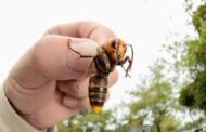 ‘Murder Hornet’ Not A Concern In PA