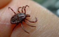 Webinar On Ticks/Lyme Disease