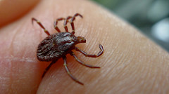 Webinar On Ticks/Lyme Disease