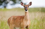 Early Antlerless Deer Licenses Available For Landowners