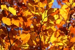 Drought Conditions May Impact Fall Foliage