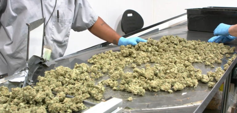 Medical Marijuana Sales Soar During Pandemic