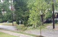 City Offering Subsidy To Replace Damaged Trees In Summer Storms