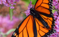 Annual Lutheran VNA Butterfly Release Honors Loved Ones