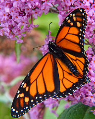 Annual Lutheran VNA Butterfly Release Honors Loved Ones