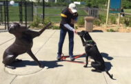 Vaccination And Microchip Clinic For Animals At Alameda