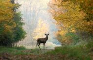 AAA: It’s Approaching Peak Deer Collision Season