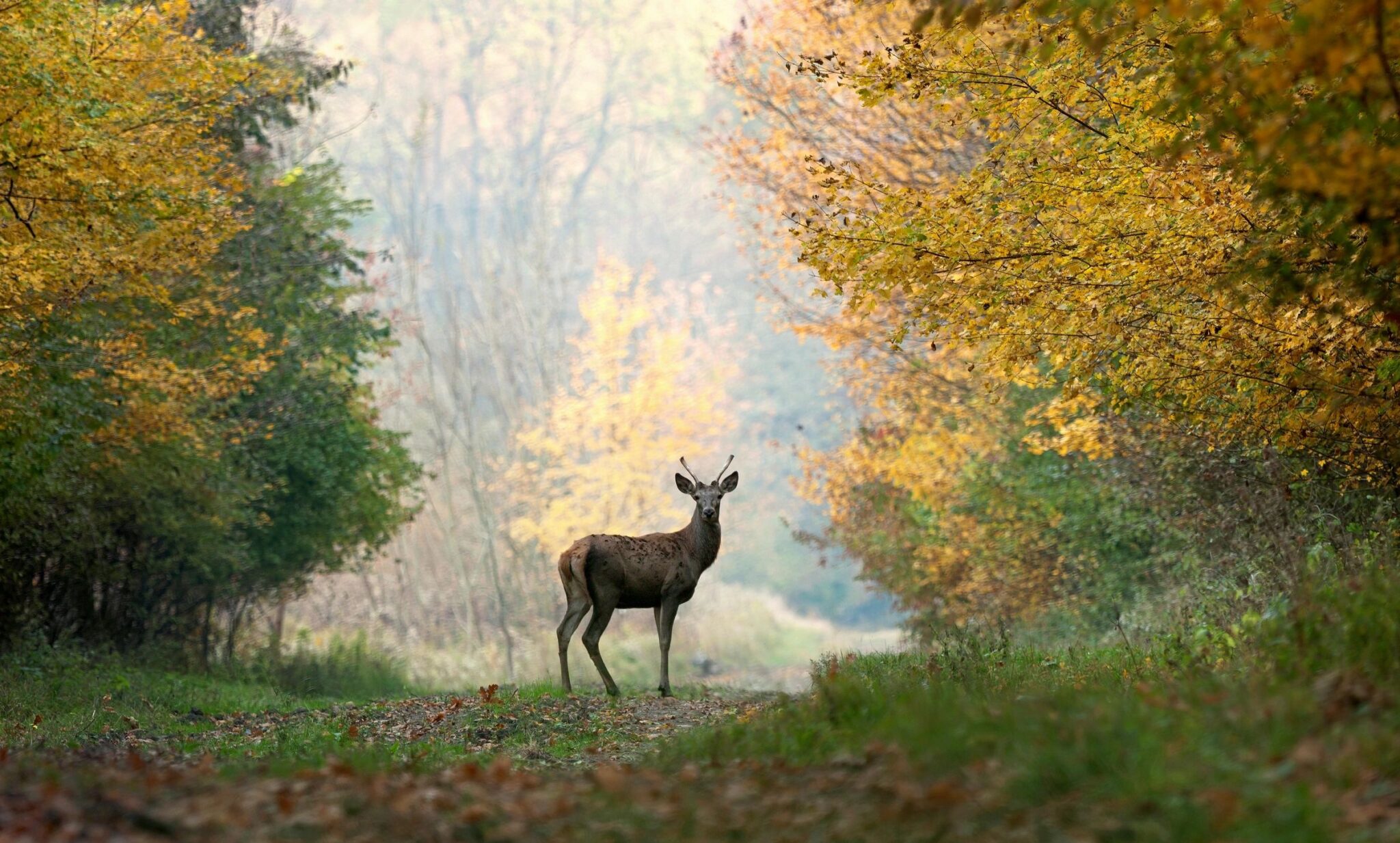 AAA: It’s Approaching Peak Deer Collision Season