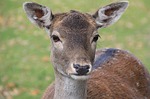 At Least Two People Hit By Deer After Trump Rally