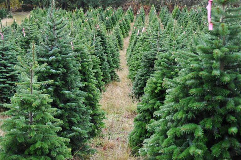 Fire Officials Urge Homeowners To Remove Live Christmas Trees