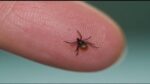 New Lyme Disease Test Being Researched