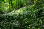 Slippery Rock University Getting Ready For Earth Day