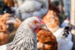 Agriculture Department Puts Hold On Poultry Shows