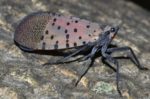 Ag Secretary Reminds Residents About Spotted Lanternfly