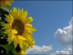 Sunflower Fundraiser To Support Liver Cancer Awareness