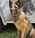 Middlesex Twp. Police Mourning Death Of K9 Officer