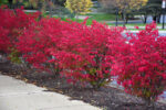 Burning Bush Banned In Pennsylvania