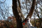 Butler Twp. Crews Trimming Trees