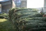 Numerous Locations Available For Christmas Tree Recycling