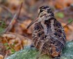 Moraine Event Will Focus On Unique Bird