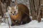 Game Commission Pauses Plan To Reintroduce Marten