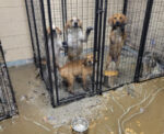 Kittanning Animal Shelter Flooded