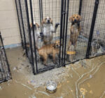 Kittanning Animal Shelter Flooded