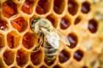 Family Pathways Hosting Honey Festival