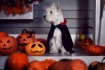 ‘Barktober’ Comes To Cranberry