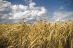 Two Butler County Farms Preserved