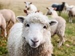 Sheep Webinar Being Offered By Penn State Extension