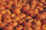 Evans City Celebrating Pumpkin Fest