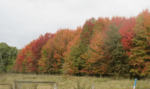 Fall Foliage Nearing Peak Colors