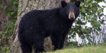 Game Commission: Repeated Bear Sightings In Penn Twp.