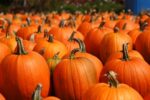 National Fire Protection Agency Warns Of Safety on Halloween