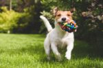 Humane Society Launching “Bark-chelor” Contest