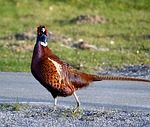 Pheasants To Be Released In Butler County By Game Commission